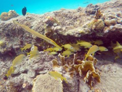 Trumpetfish with  French Grunts